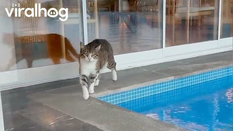 Clumsy Cat Falls Into Swimming Pool || ViralHog
