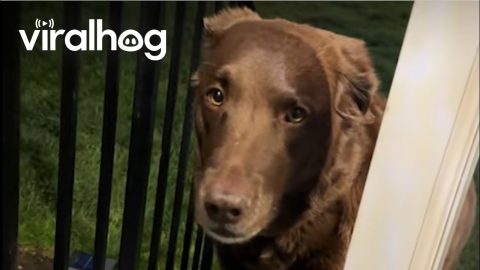 Dog Not Allowed Inside With Mouthful Of Mulch || ViralHog