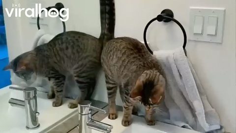 Tap Water Cat Freestyle || ViralHog