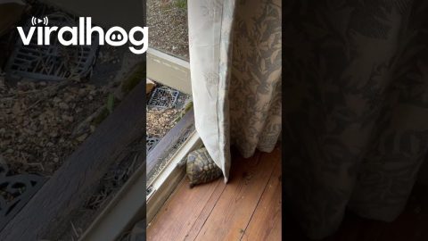 Tortoise Determined to Become an Indoor Pet || ViralHog