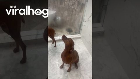 Some Dogs Feel the Rain, Others Just Get Wet || ViralHog