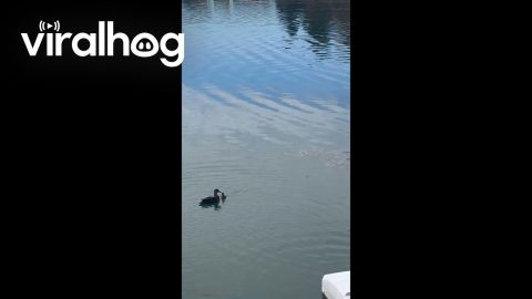 Mama Duck Teaches Ducklings to Make the Jump || ViralHog