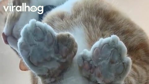 Kenny Has Extra Toe Beans || ViralHog