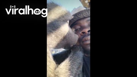Monkey Grooming Unbothered Keeper's Face || ViralHog