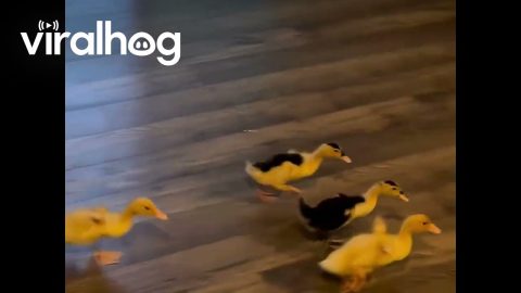 Ducklings Zoom Around House || ViralHog