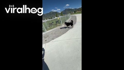 Dog Jumps Fence to Say Hi || ViralHog