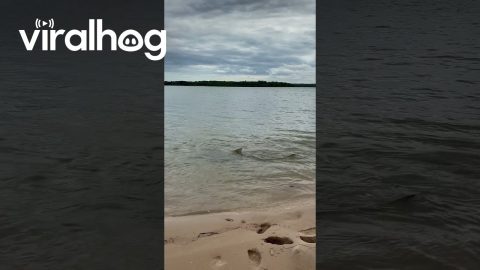 Sharks and Crocodiles Share the Shallows || ViralHog