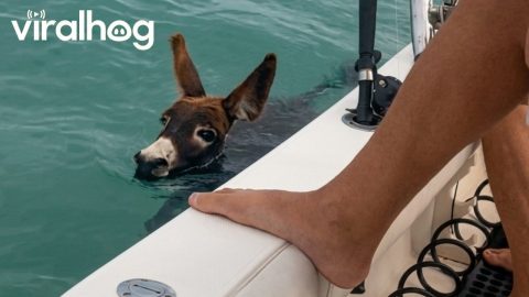 Donkey Wants to Go Fishing Too || ViralHog