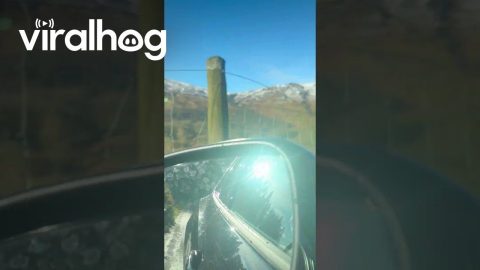 Scottish Deer Doesn't Make the Jump Over Tall Fence || ViralHog