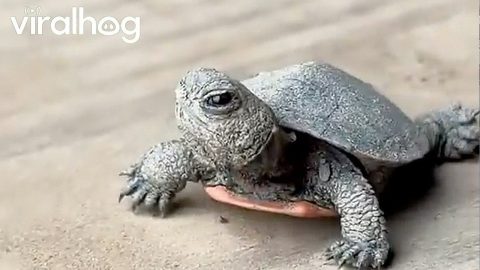 Baby Turtle Found In Equestrian Area || ViralHog