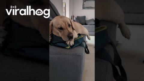 Upset Labrador Gives Owner The Silent Treatment || ViralHog