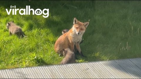 Fox Family Makes Home in London Garden || ViralHog
