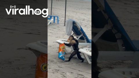 Baby-Carrying Monkey Steals Snacks at Costa Rica Beach || ViralHog