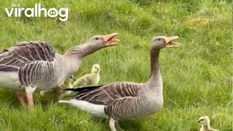 Goose Protects Its Chicks From the Sheep || ViralHog