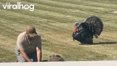 Turkey in Stealth Mode || ViralHog