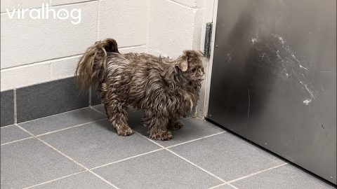 Little Dog With Silly Shaved Head || ViralHog