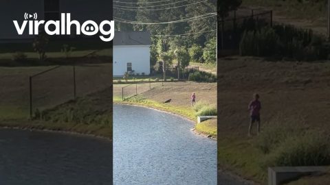 Geraldine the "Gator" Wrangler || ViralHog