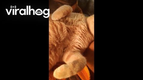 Orange Cat Soaks Up Warmth From Space Heater || ViralHog