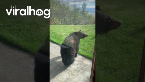 Startled Black Bear Tinkles Away || ViralHog