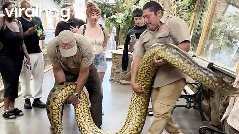 Reptile Zoo Shows Off Obese Anaconda || ViralHog