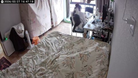 Cat Attempts to Take Down Owner || ViralHog