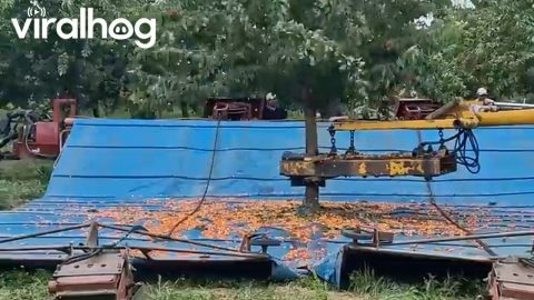 Mechanical Cherry Harvest Machine in Action || ViralHog
