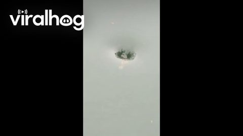 Toad Spins in Underwater Whirlpool Ballet || ViralHog