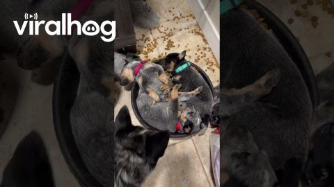 Puppies Sleeping in Food Bowl || ViralHog