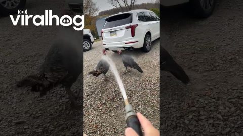 Turkeys Unphased By Neighbor Spraying Water || ViralHog
