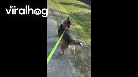 Deaf Dog Doesn't Know What a Bark Is Supposed to Sound Like || ViralHog