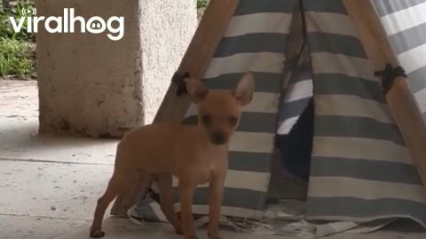 Chaotic Puppy Tent || ViralHog