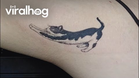 Big Stretch Kitty Tattoo || ViralHog