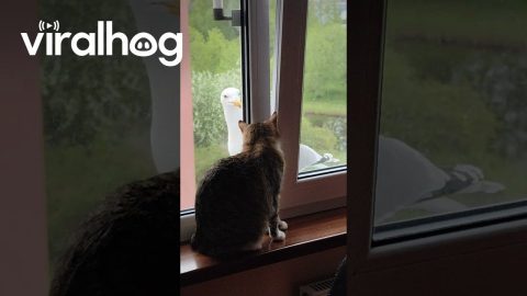 Angry Bird Wants to Fight Cat || ViralHog