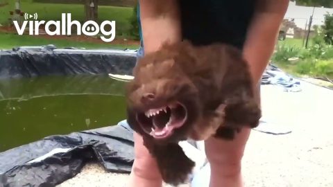 Jersey Likes The Leaf Blower || ViralHog