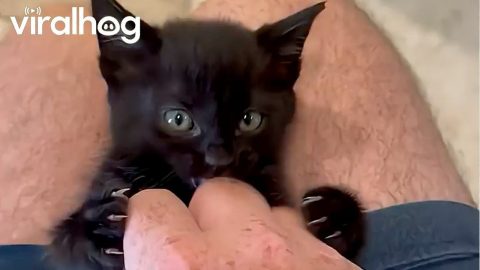 Tiny Void Kitten Plays With Hand Scritches || ViralHog