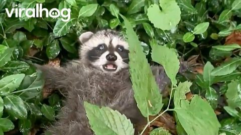 Found a Baby Raccoon at the Park || ViralHog