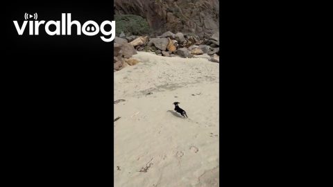 Dachshunds When They Have a Perfectly Loving and Caring Home || ViralHog