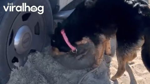 Dog Tries To Rebury Sandy Tires And Extend Beach Day || ViralHog