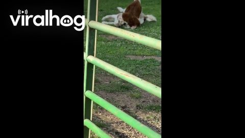 Young Alpaca is Best Friends With Guardian Dog || ViralHog