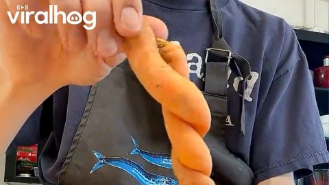 Two Carrots Grow Together In Spiral || ViralHog