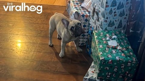 Suki the Frenchie Throws Fit Over Present Opening || ViralHog