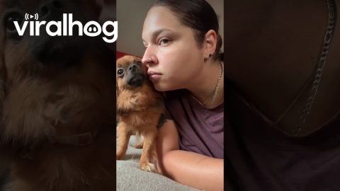 Why Are You Sniffing Me? || ViralHog
