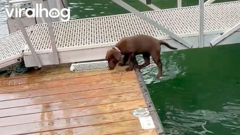 Puppy’s First Swim Lesson Starts With Accidental Flip || ViralHog