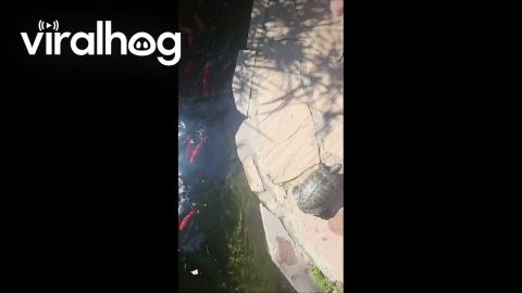 Time to Feed Some Turtles || ViralHog