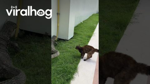 Curious Cat Gets Warned Off by Monitor Lizard || ViralHog