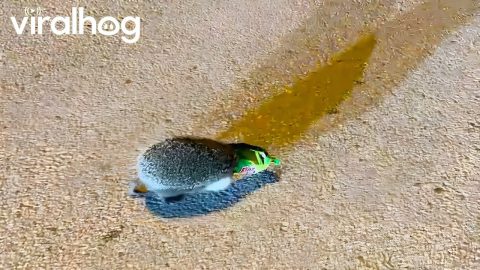 Hedgehog Head Freed From Snack Bag || ViralHog