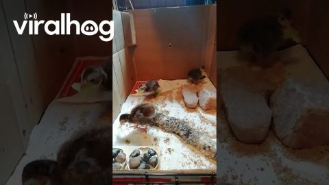 Guinea Fowl Babies Don't Like Sharing Food || ViralHog