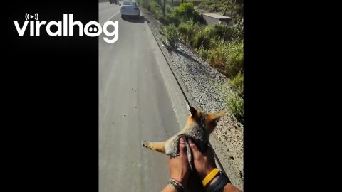 Homie Helps Out a Little Fox || ViralHog