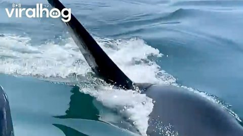 Orca Approaches Fishing Boat || ViralHog