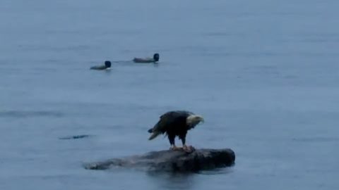 Bald Eagle Swimming With Its Big Catch || ViralHog